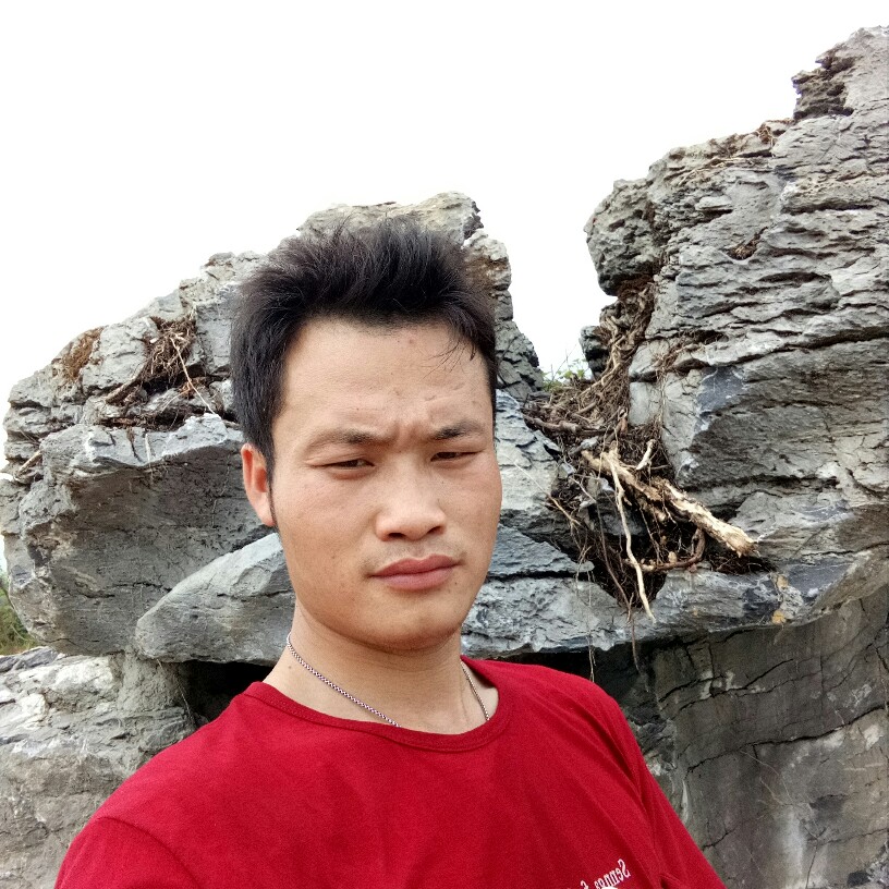 奇异果聪慧的照片