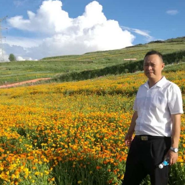 沉静回首夏天的照片