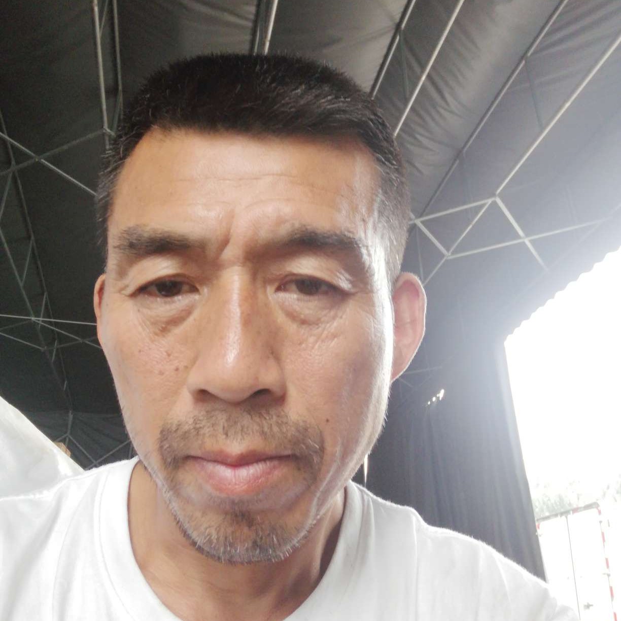 刺猬多么精明的照片