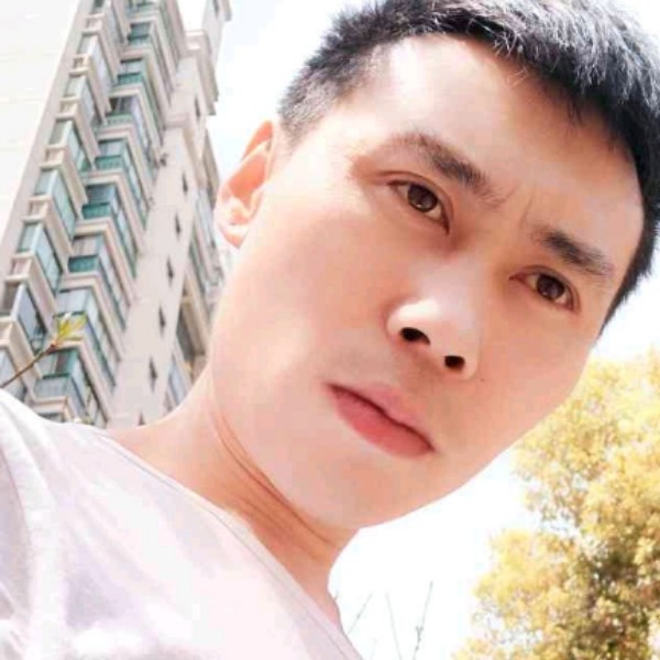 秀丽玫瑰的照片