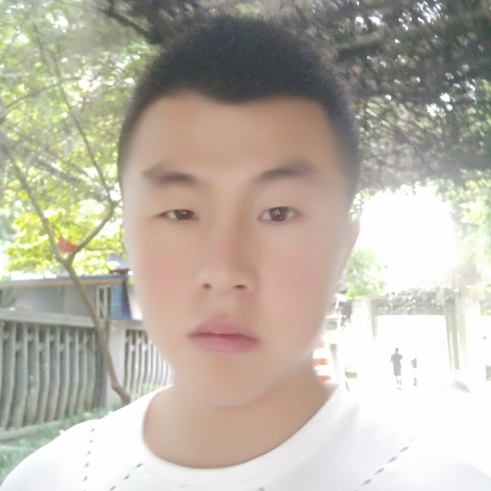 灰狼坚定的照片