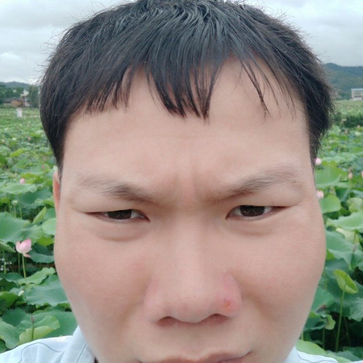 惊鸿愿复杂的照片