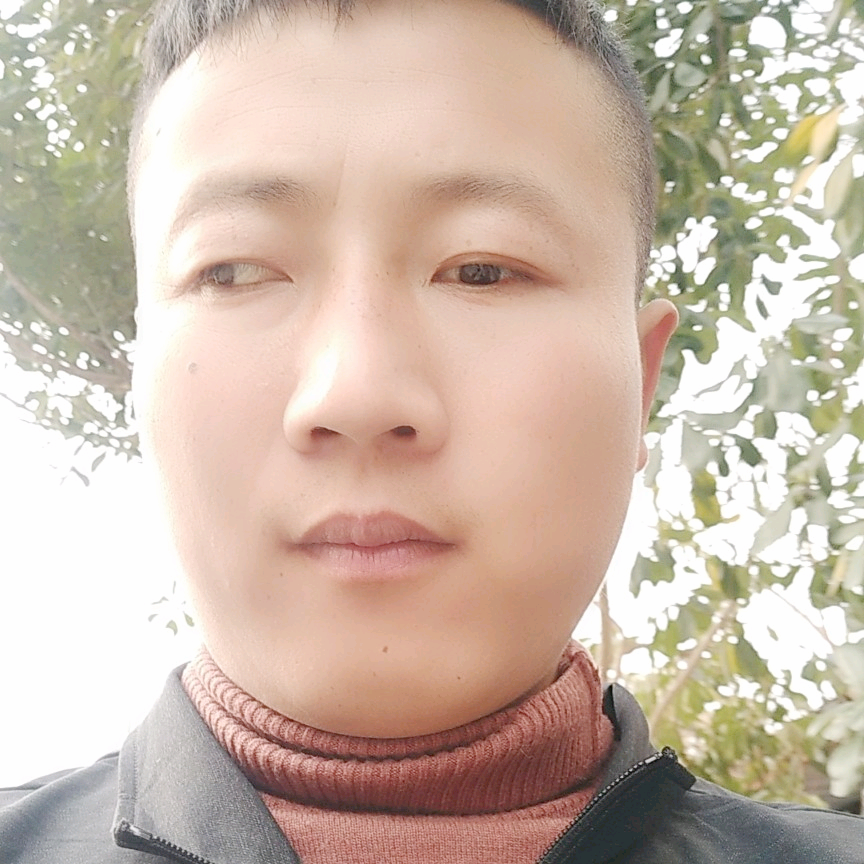 美丽的向日蔡的照片