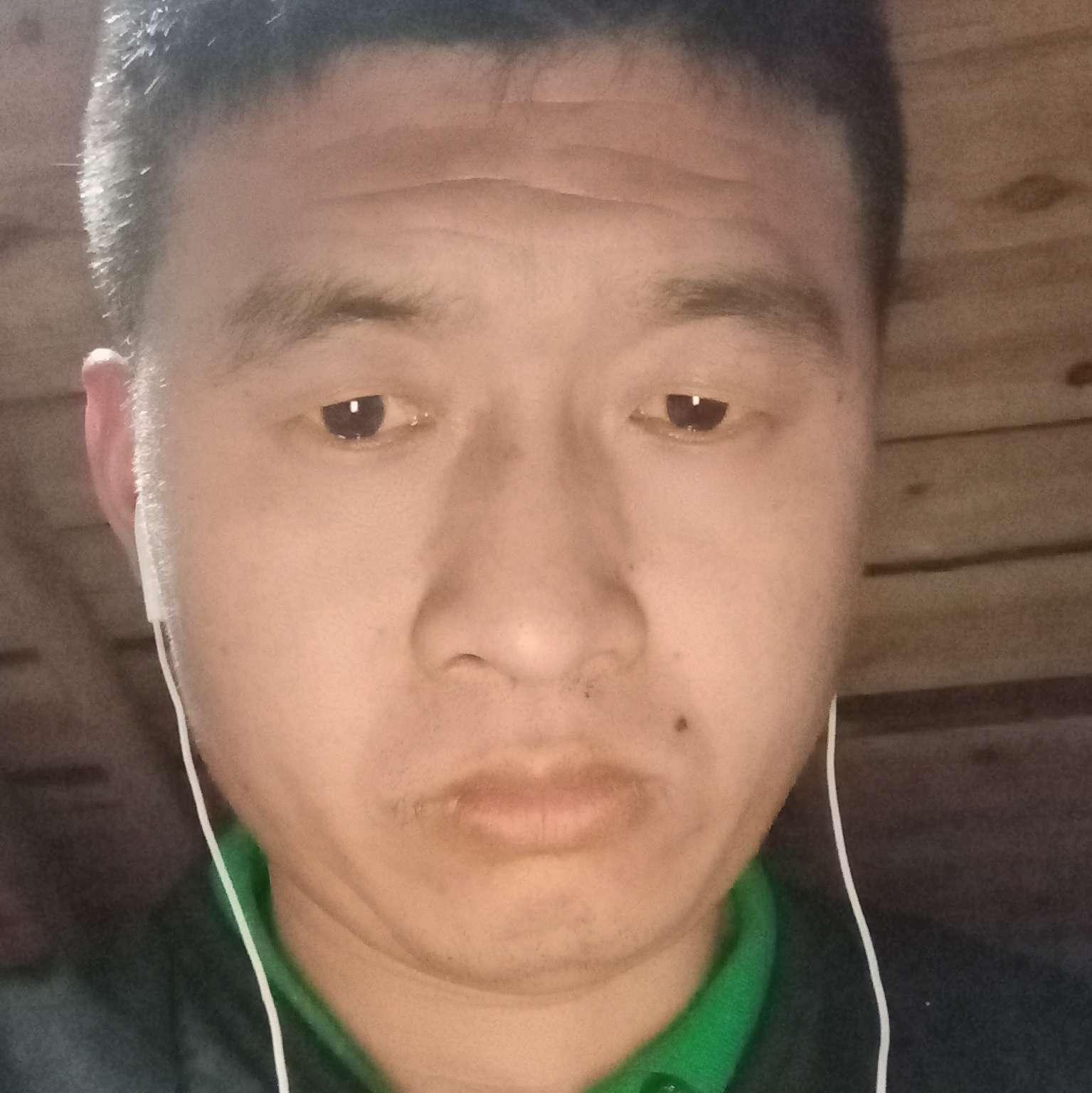 淡然的树叶的照片