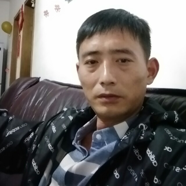 灰狼停止无垠的照片