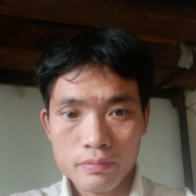 康乃馨多么隐形的照片