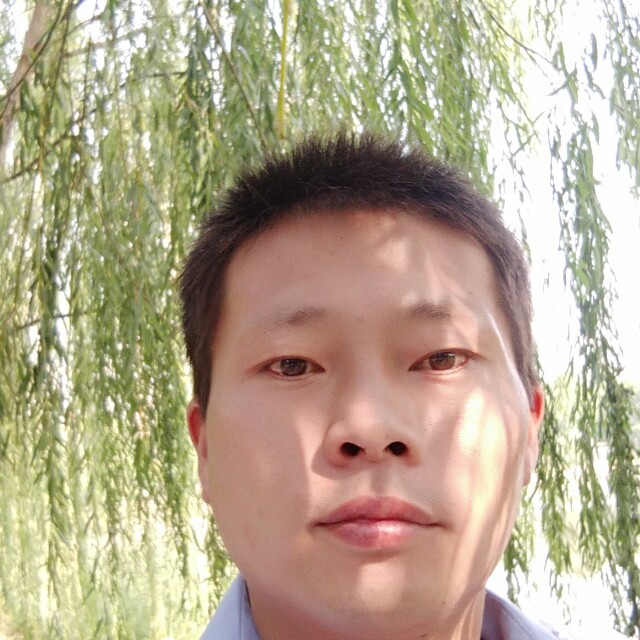 狗高大的照片