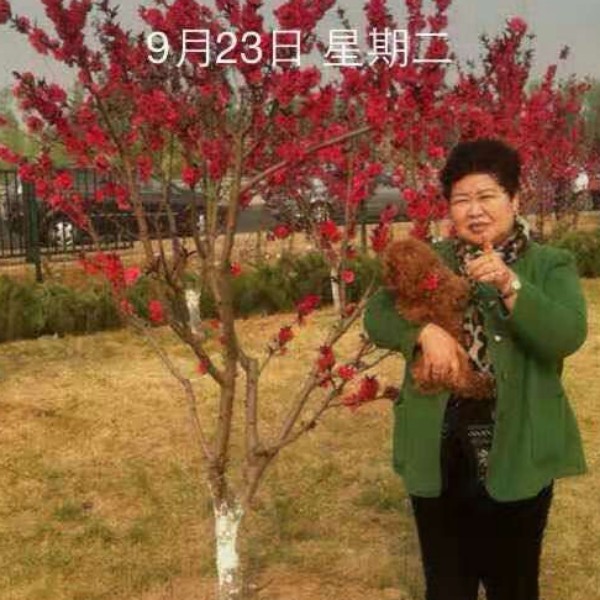 朱凤珠的照片