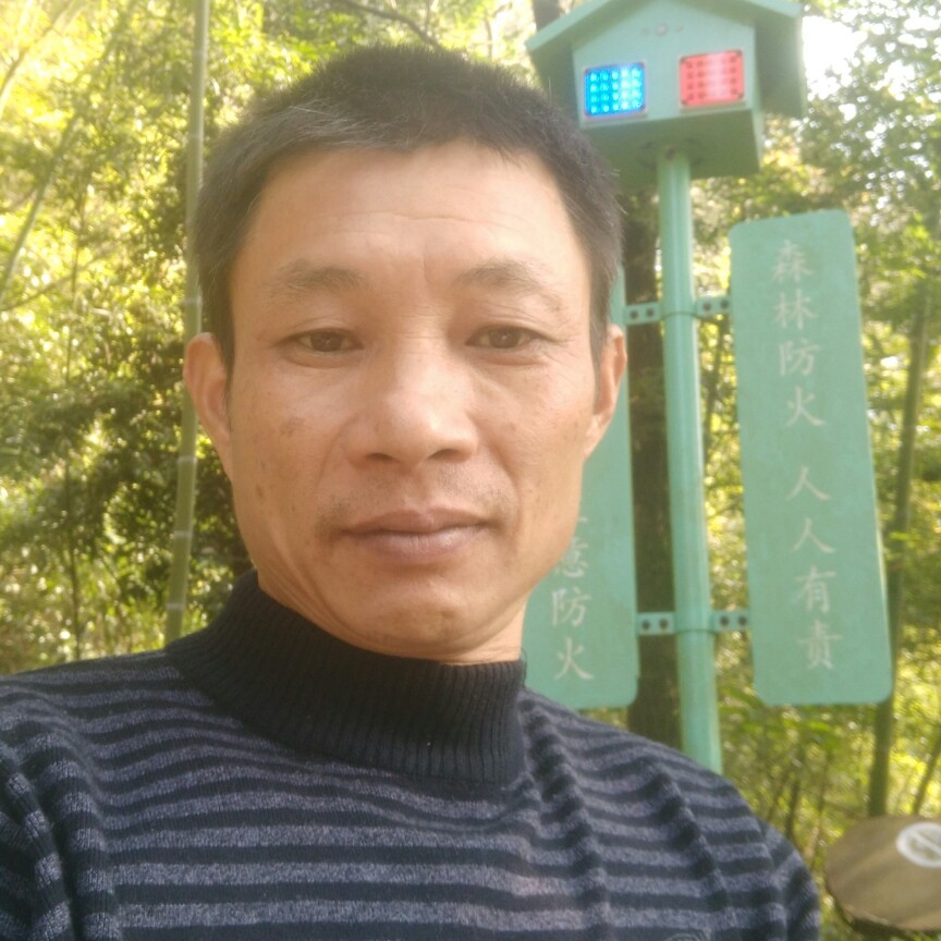 传统海燕的照片