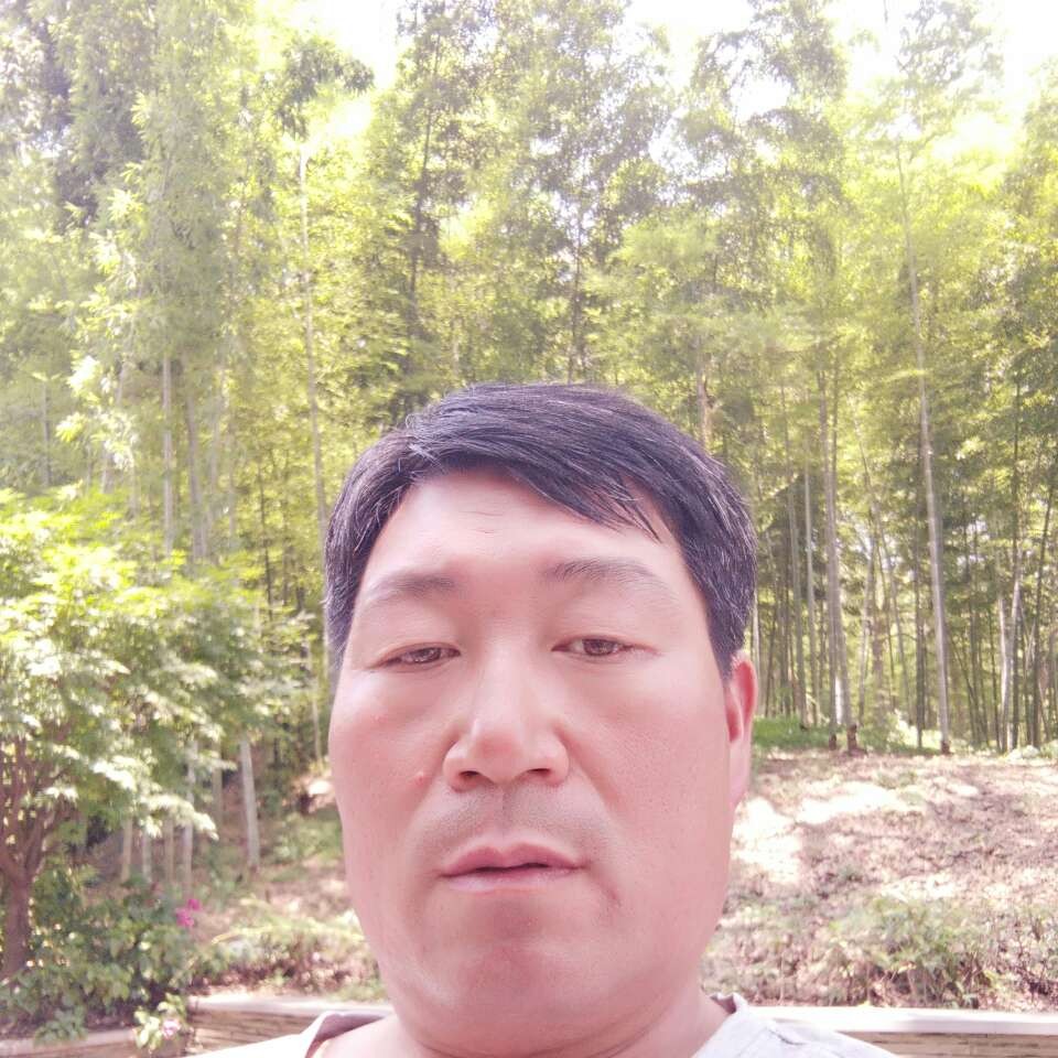 狼的照片