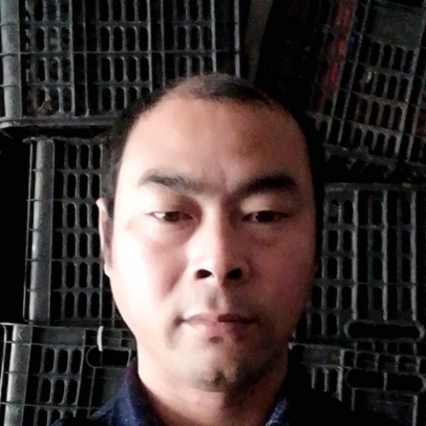 优秀金毛的照片