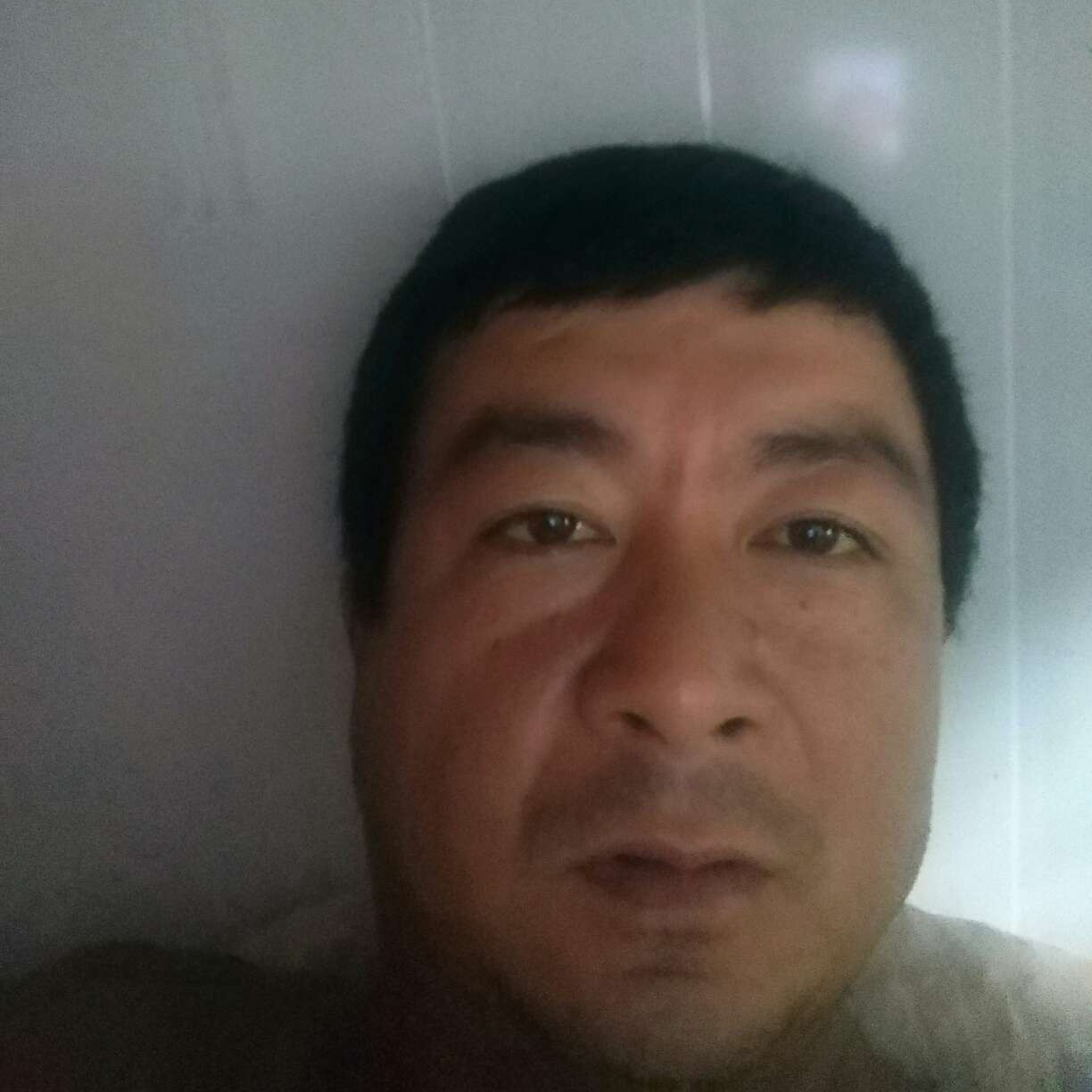彩色回首海燕的照片