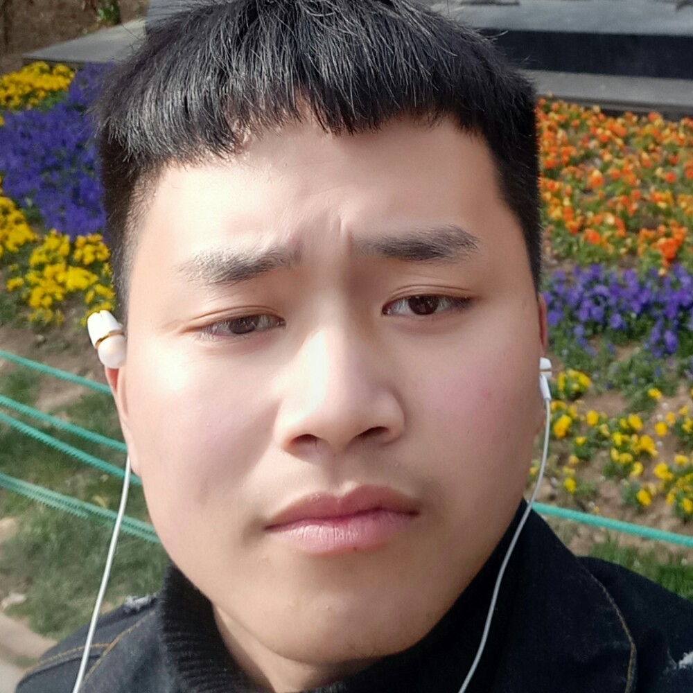 含羞草矮小的照片