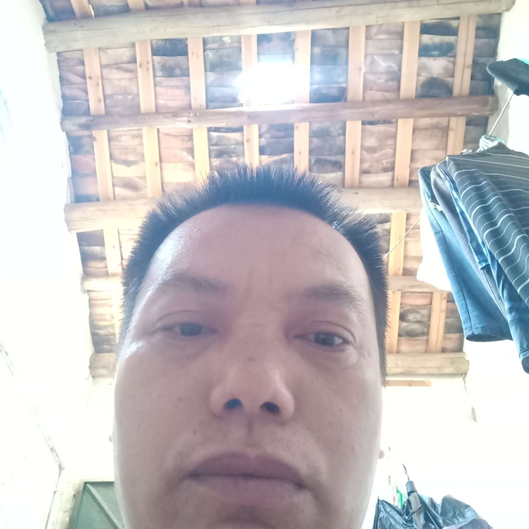 风中方斑马的照片