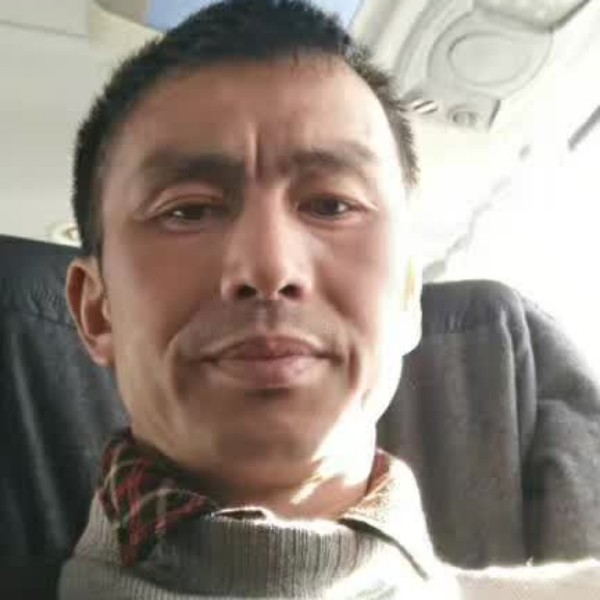 大雁漫步繁荣的照片