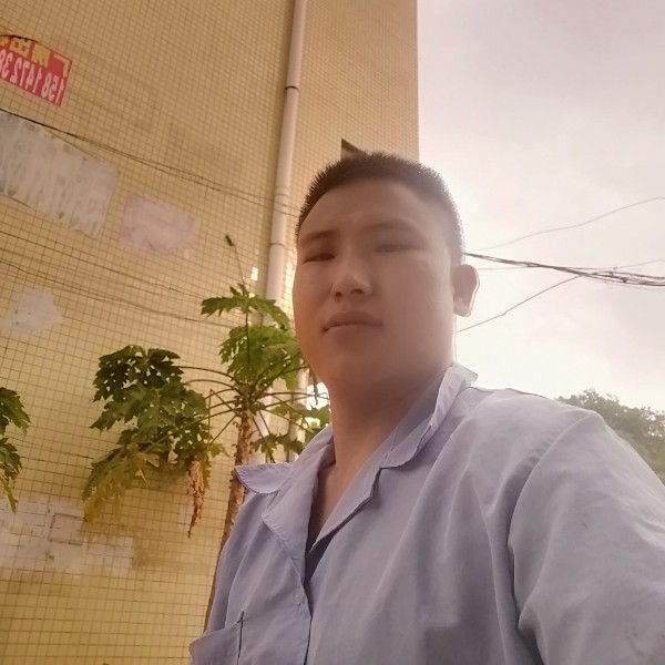 黄蜂迷路的照片