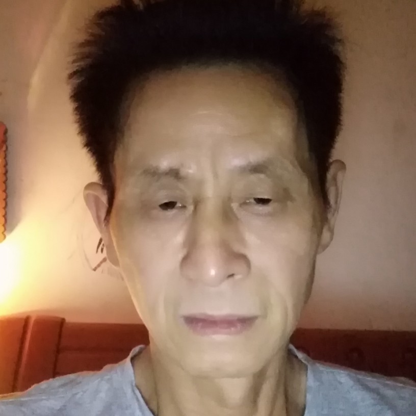 森林平地的照片