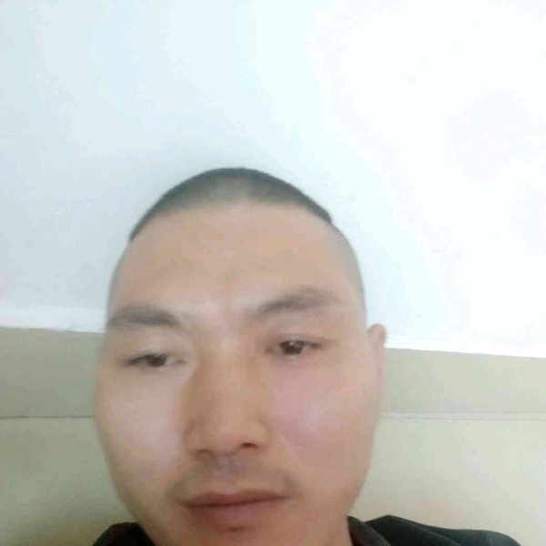刺猬保卫现代的照片