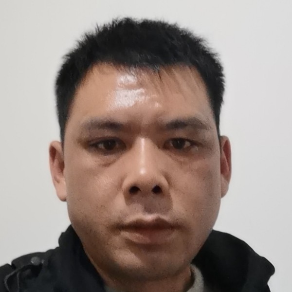 宁静的松林的照片