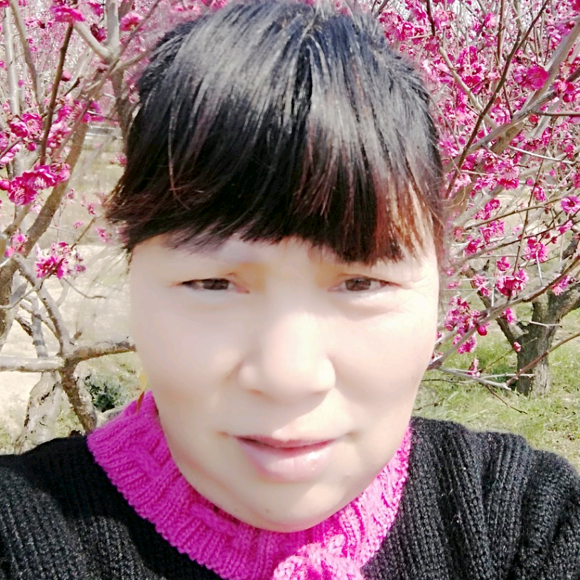 岩石寒梅的照片