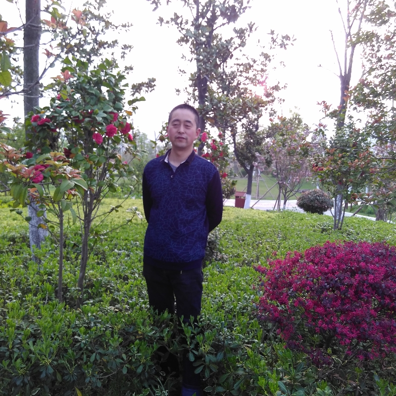 如意芹菜的照片