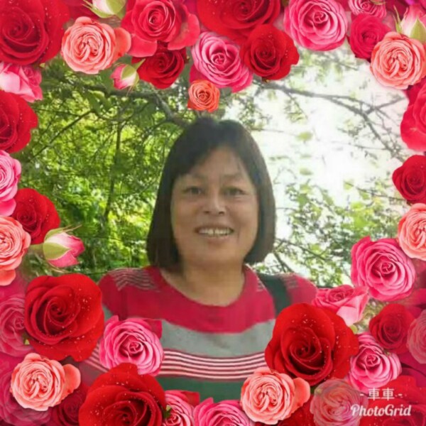 雪白芝麻的照片