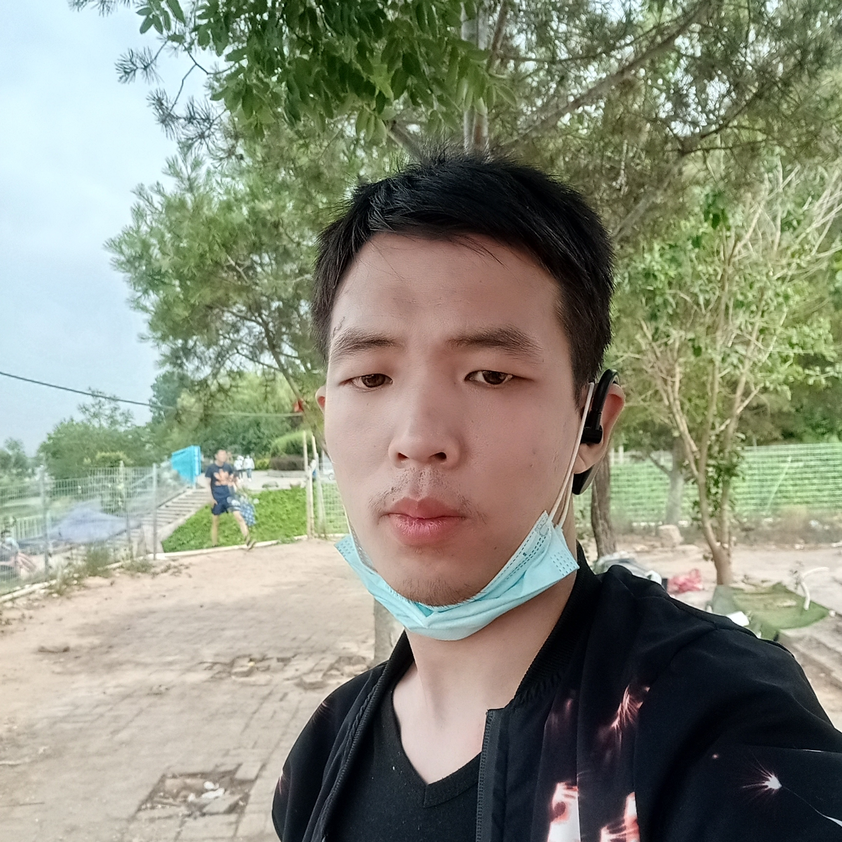 千秋月黄金叶的照片