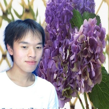 甜美大树的照片