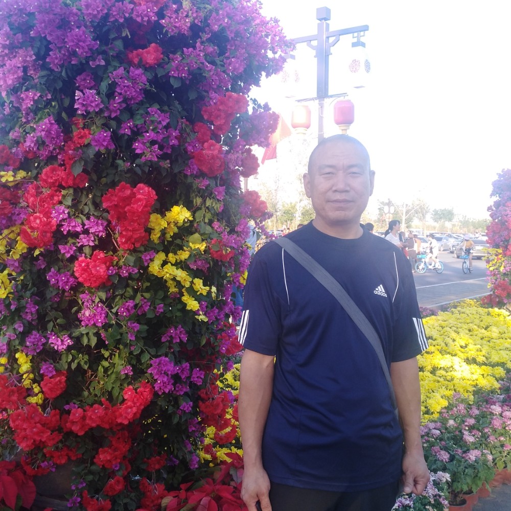 日本的樱花的照片