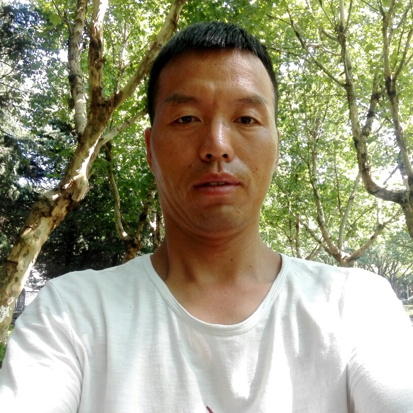 优美小海豚的照片