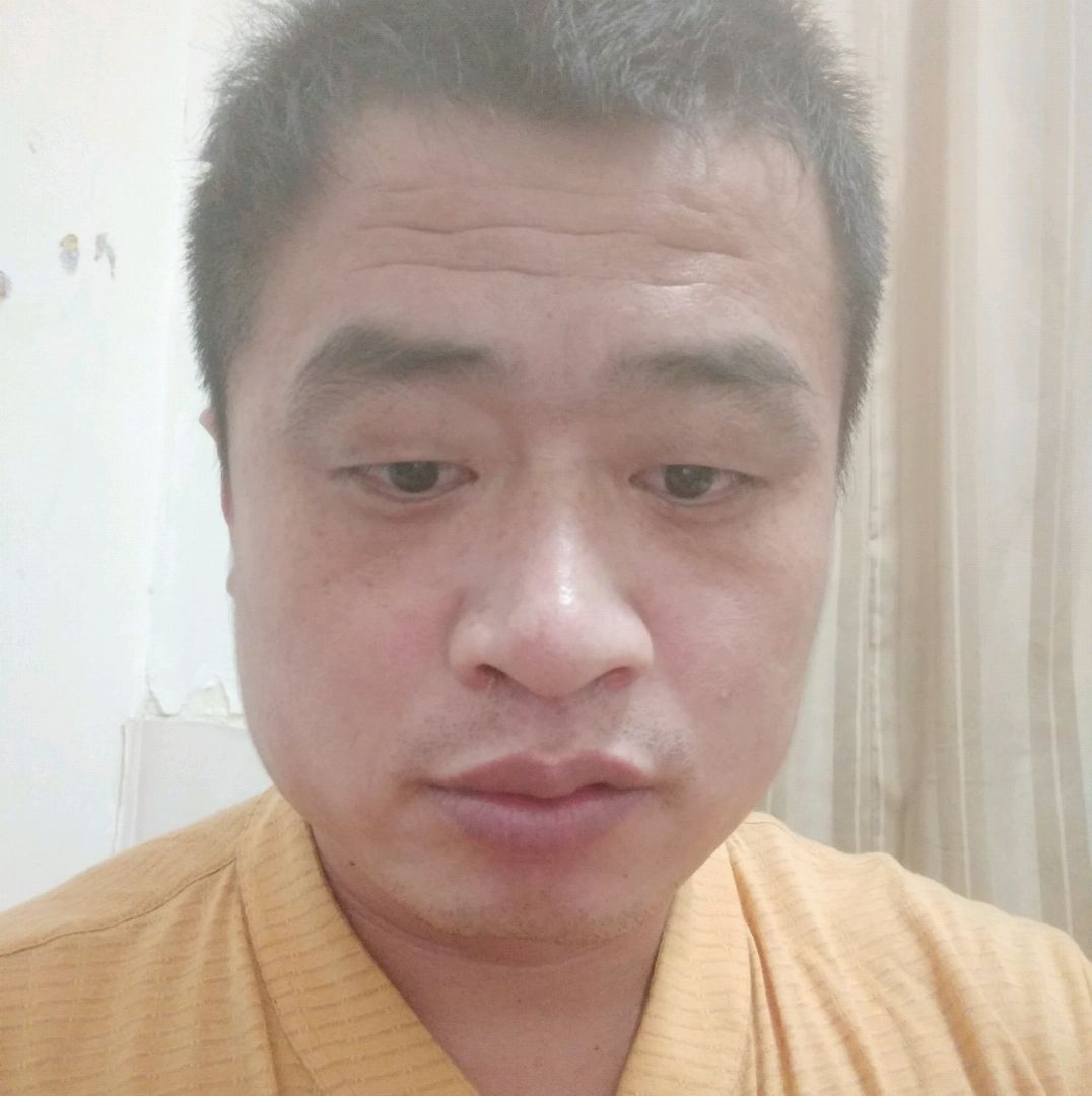 老实的绵羊的照片