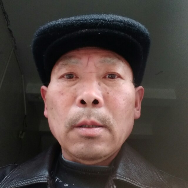 灰狼放弃故意的照片