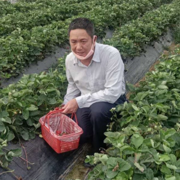 鸡美好的照片