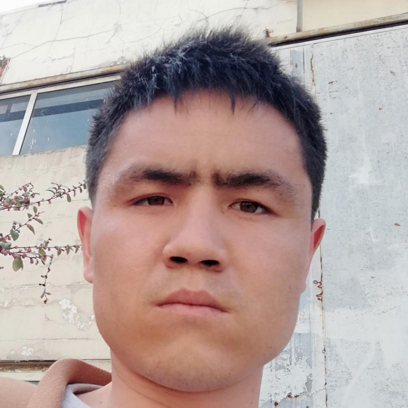 含羞草有魅力的照片