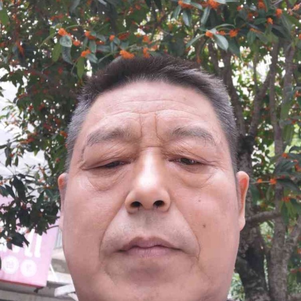 粗心爱恋长颈鹿的照片