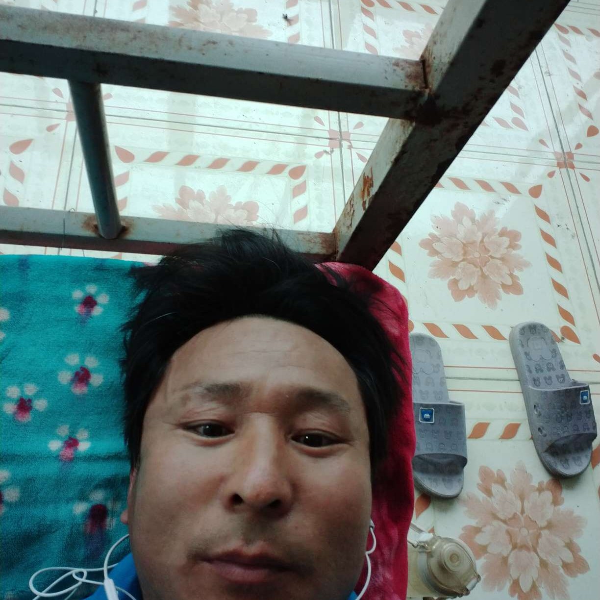 乌龟蹙眉漠然的照片