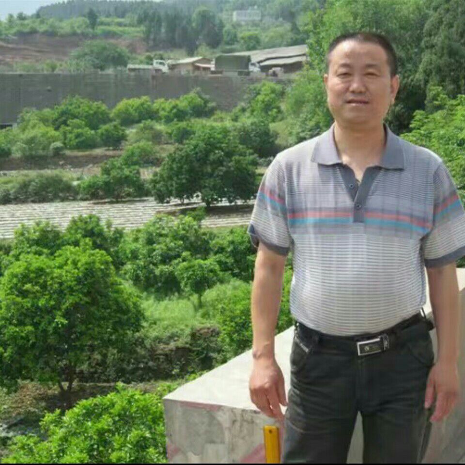 夏天的暮叶的照片