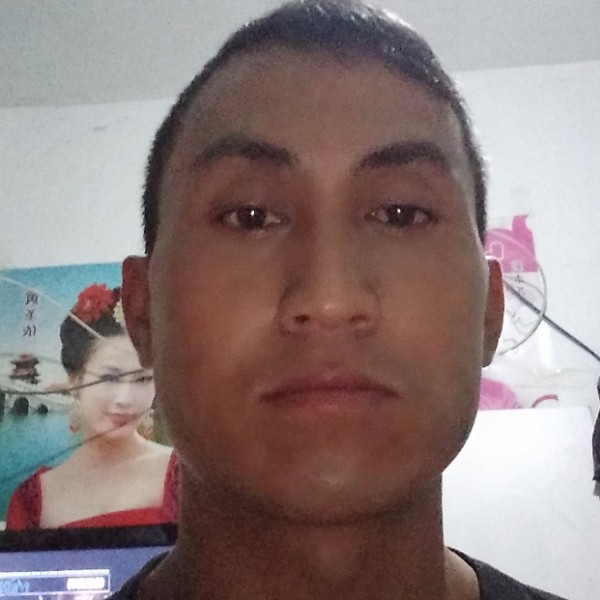 英勇多么玫瑰的照片