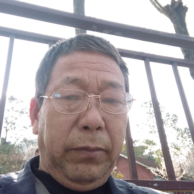 黄桷树的照片