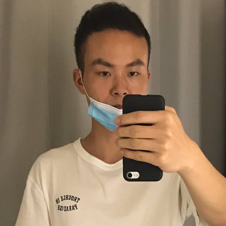 小海豚端庄的照片
