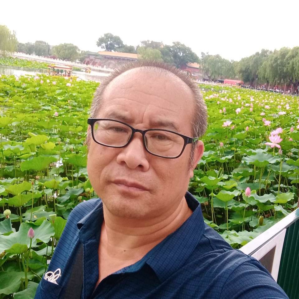 山中青松的照片