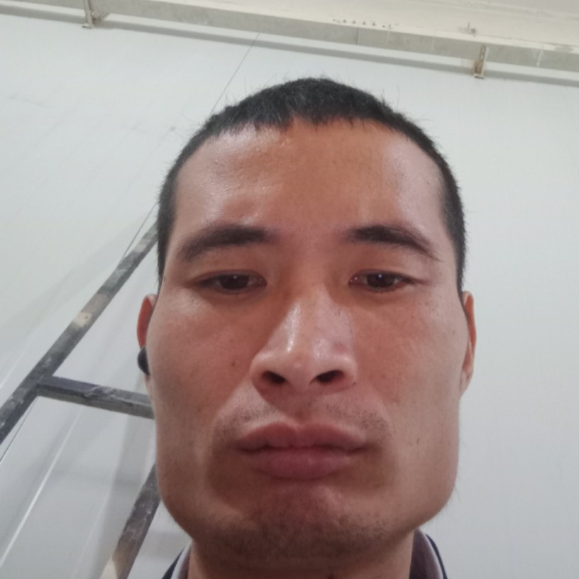 大雁的壮观的照片