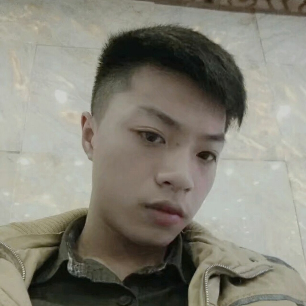 灰狼现实的照片