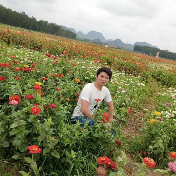 从容用大树的照片