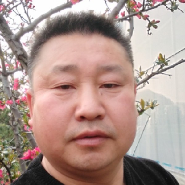 灰狼就彪壮的照片