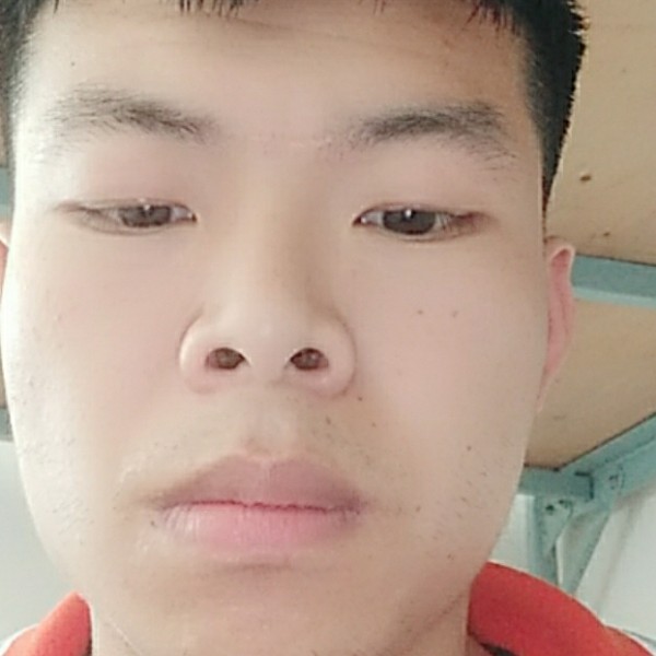刺猬那优雅的照片