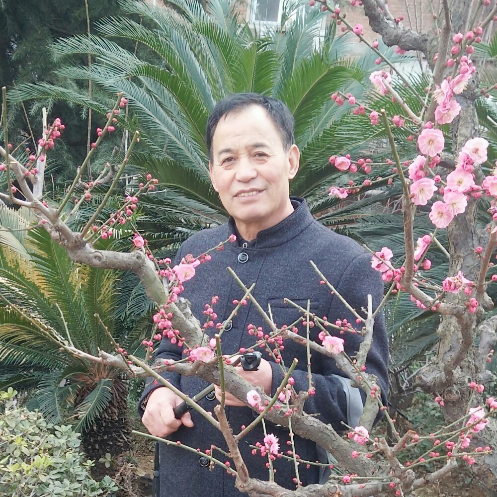 菠萝菠菜的照片