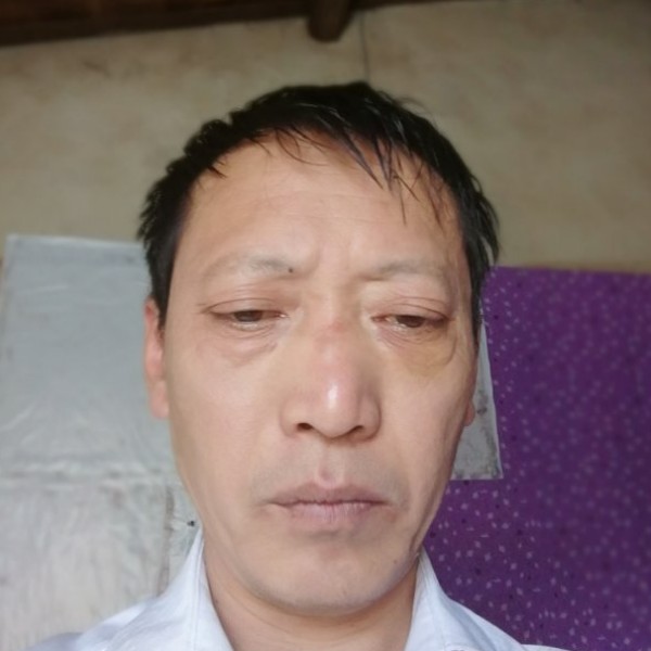 含羞草高的照片