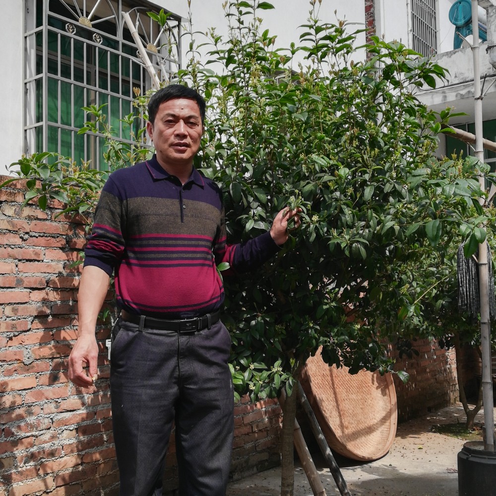 爱笑森槿的照片