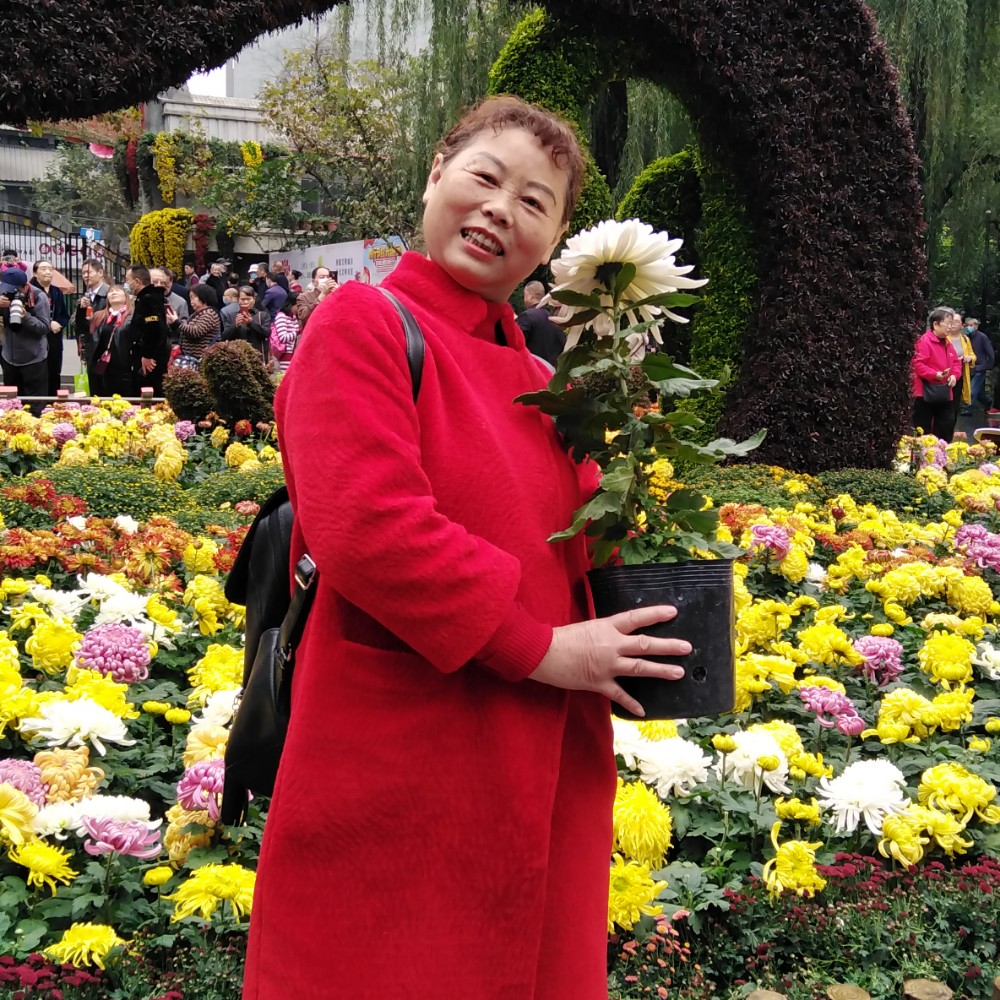 翅膀故意的照片